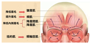 眉毛為什麼會下垂?